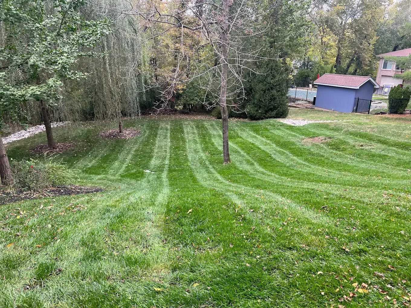 Green lawn with freshly cut stripes; trees and a blue shed in the background.