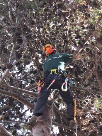 Intervento di tree climbing
