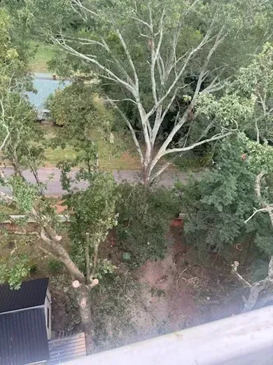 Overhead view of a tree with light-colored branches, surrounded by green foliage. Some branches have been cut.