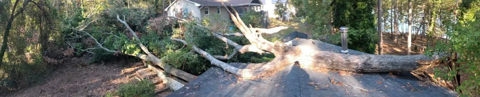 A large tree has fallen on a roof. The roof is dark, and the tree is mostly brown and green.