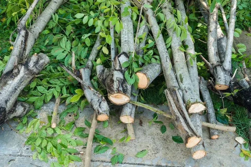 Pile of cut tree branches with green leaves on a gray surface.
