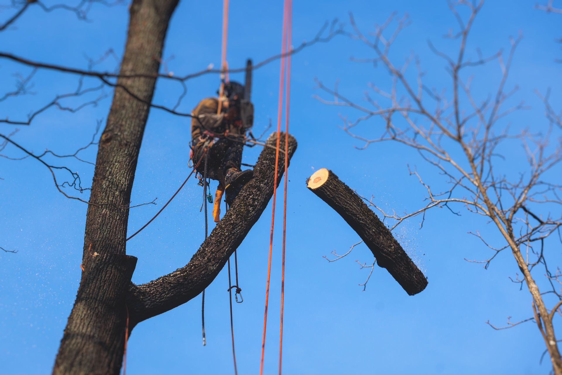 A tree arborist cuts a large branch from a tree using a chainsaw, secured by ropes; blue sky.