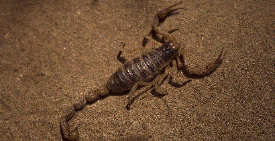 scorpion on asphalt
