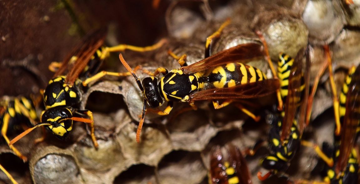 close-up of wasps on hive