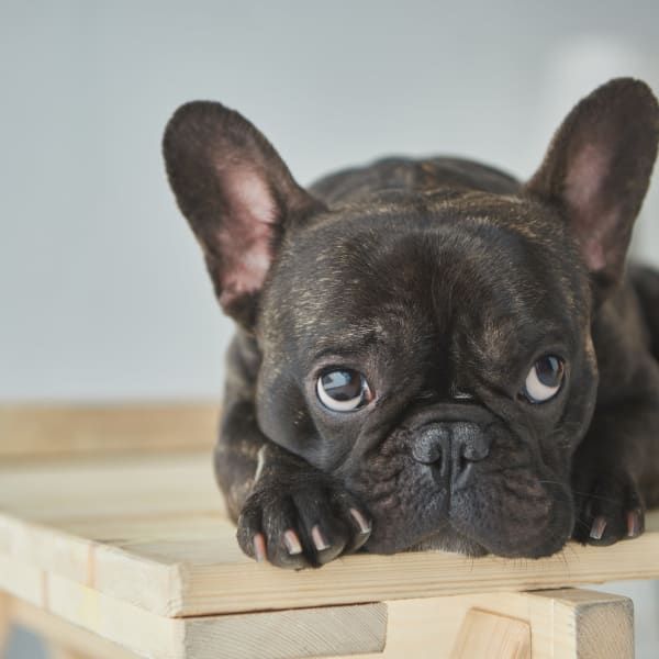 A dark-brindled French Bulldog with large, expressive eyes rests its chin on a light wooden surface.