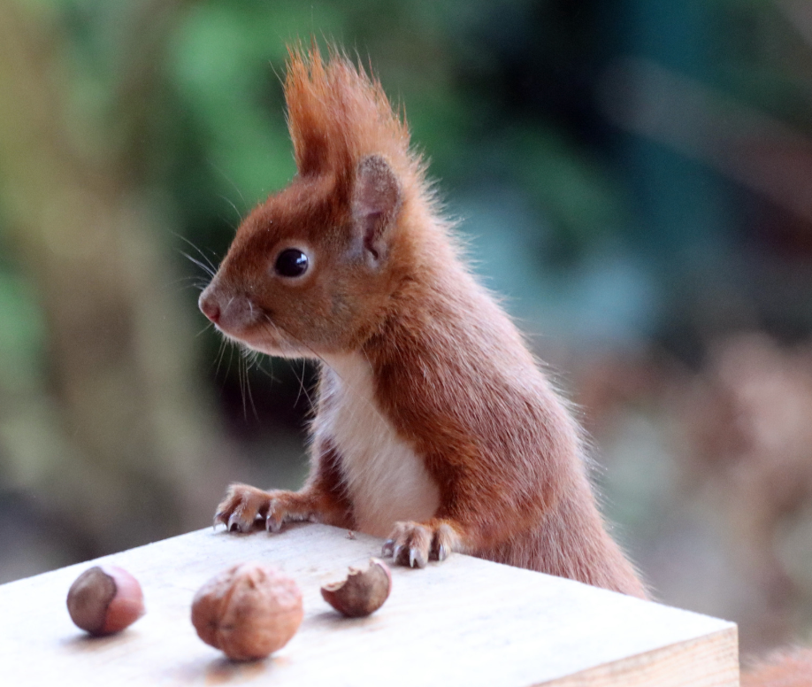 Red squirrel with a spiky crest and white chest, standing at a table with nuts in an outdoor setting.