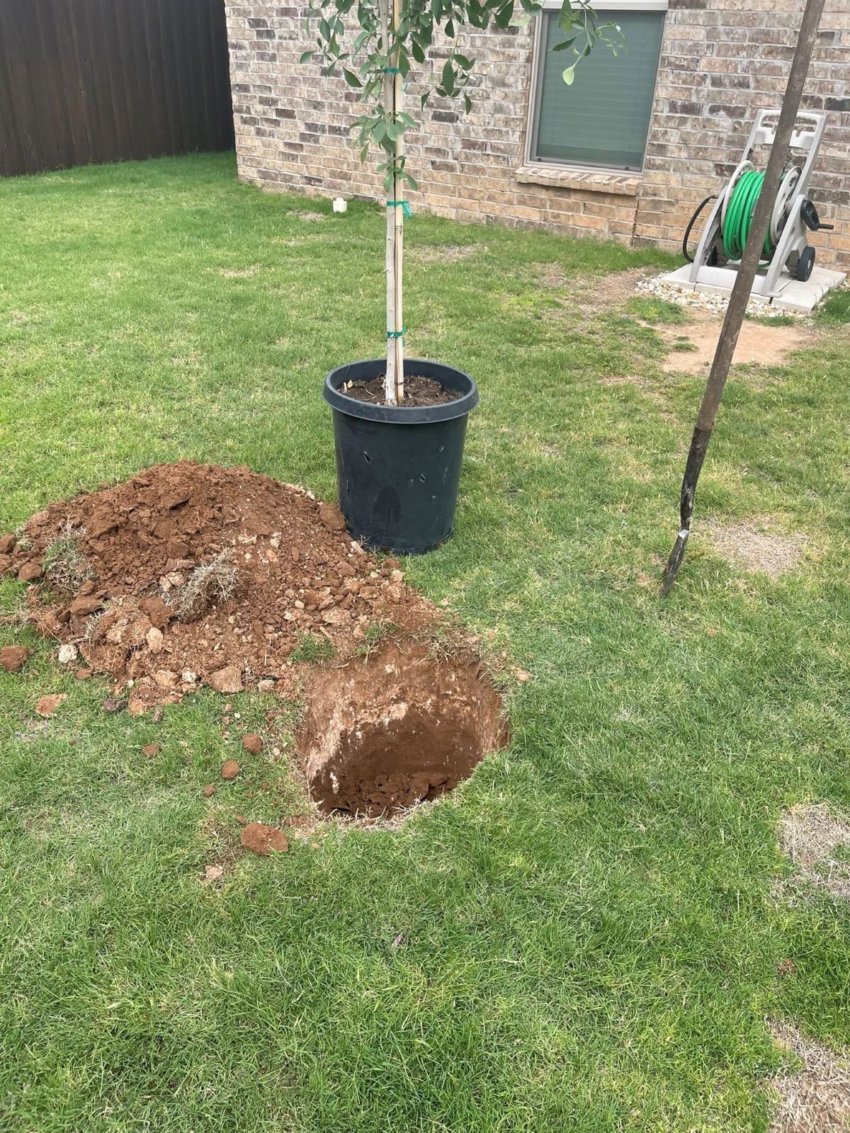 Hole dug in grass next to a potted tree and a shovel; outdoor setting.