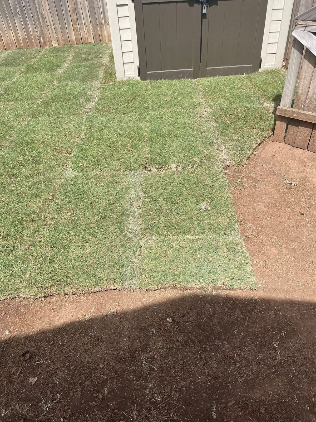 Newly laid grass in a backyard, with a shed in the background and brown soil in the foreground.
