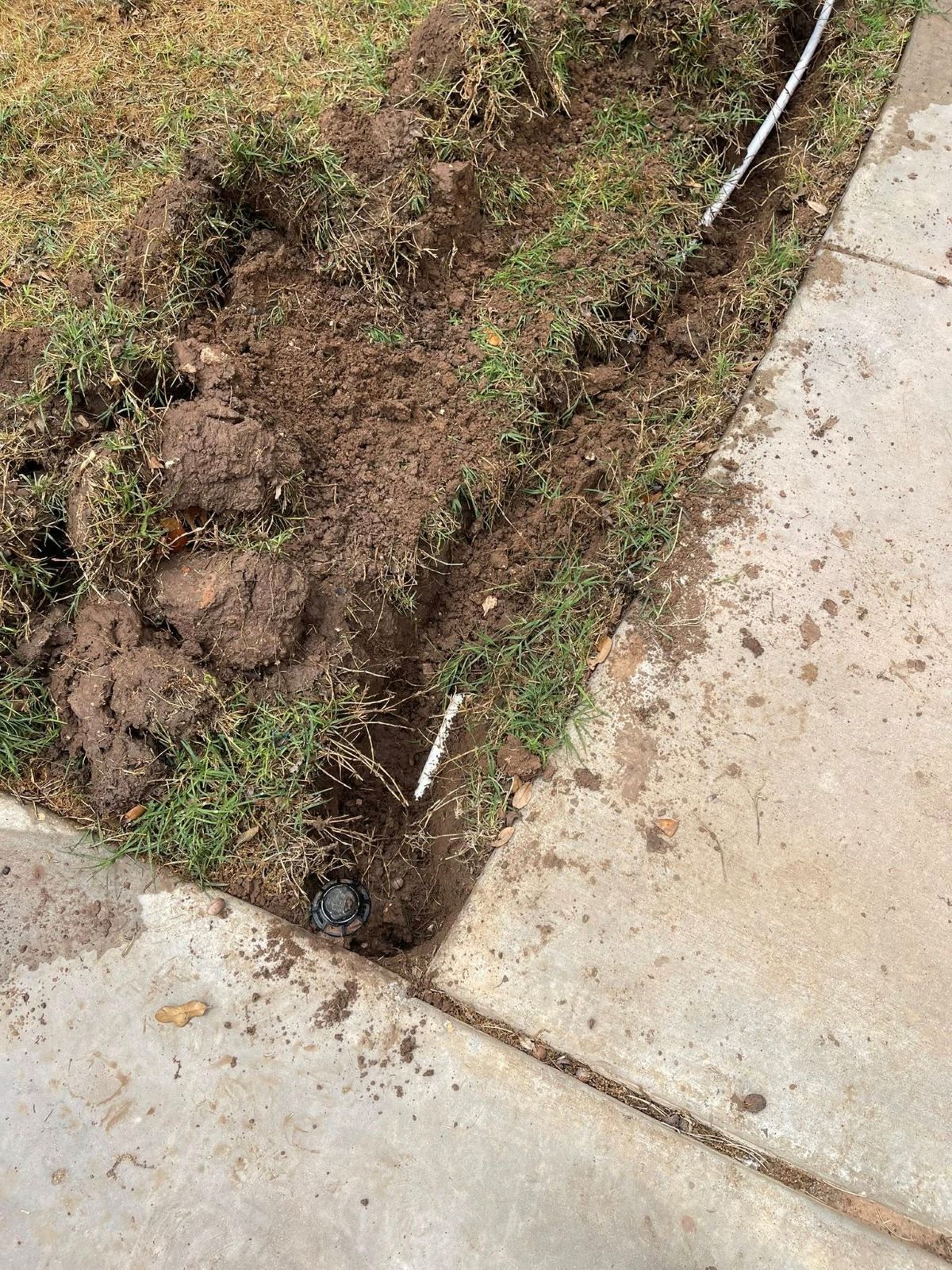 Dug-up lawn next to concrete sidewalk. Sprinkler system pipe visible. Soil and grass disturbed.
