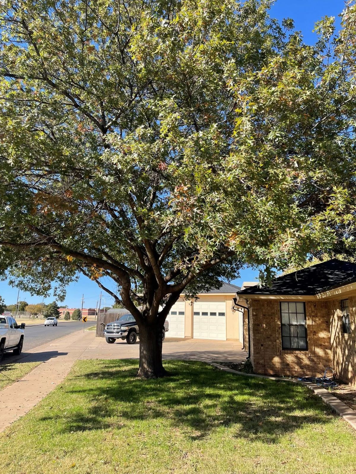 Tree in front yard next to brick building with garage doors. Sunny day.