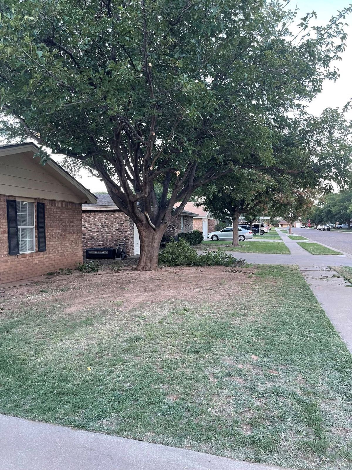 A tree in a yard next to a brick building and a sidewalk.