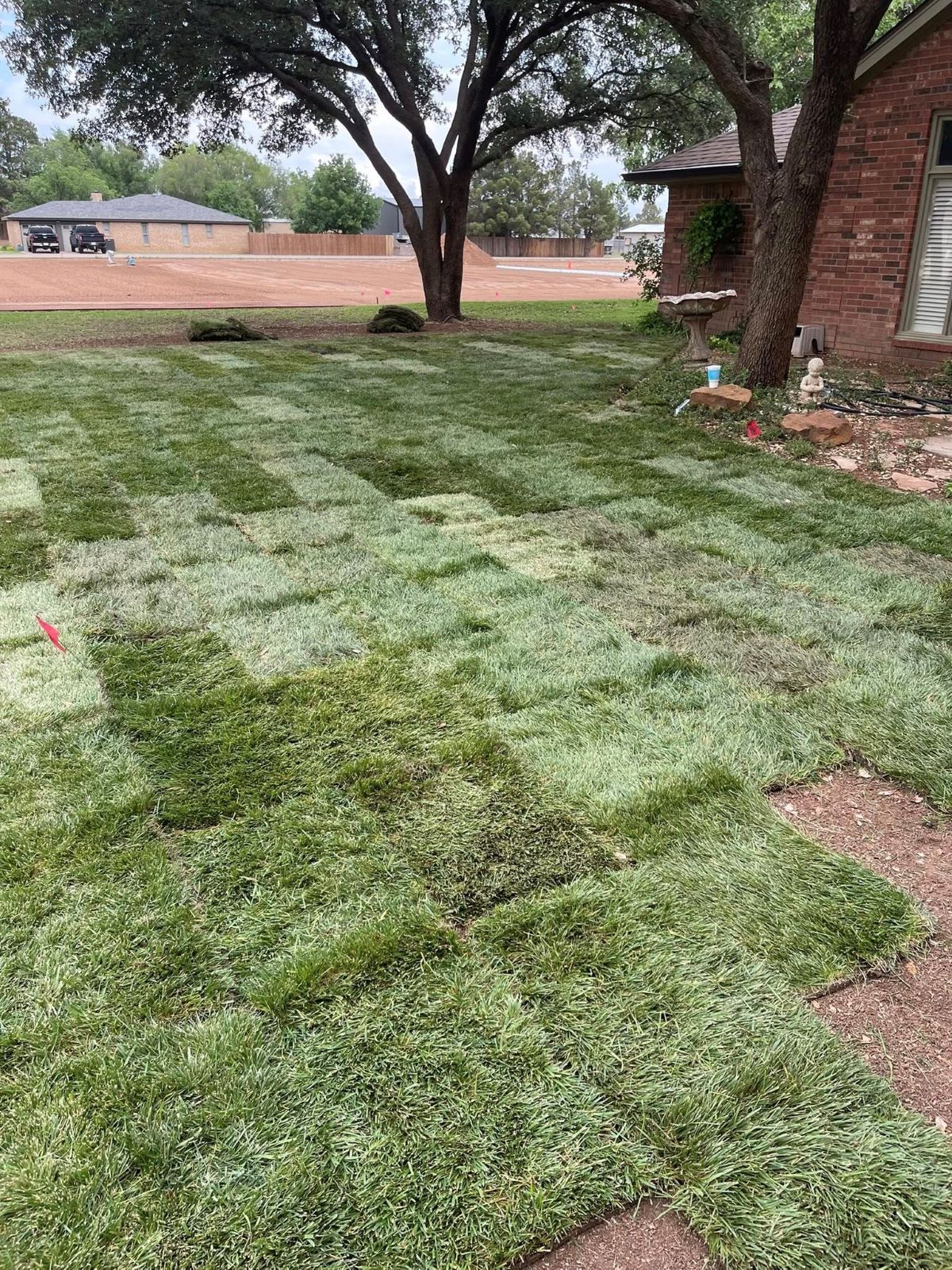 Freshly laid sod in a front yard, some patches still missing. Green grass, brick house.