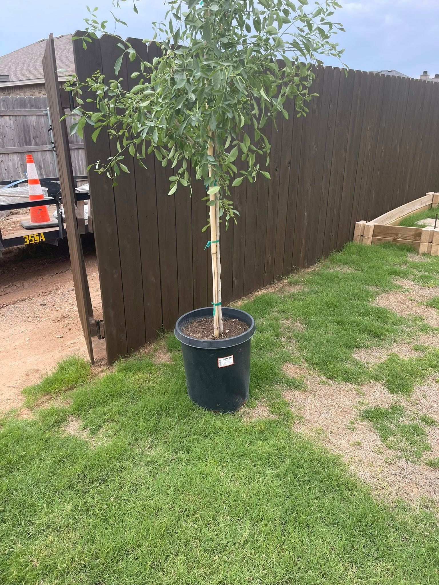 Tree in a dark pot on a grassy lawn next to a brown wooden fence.