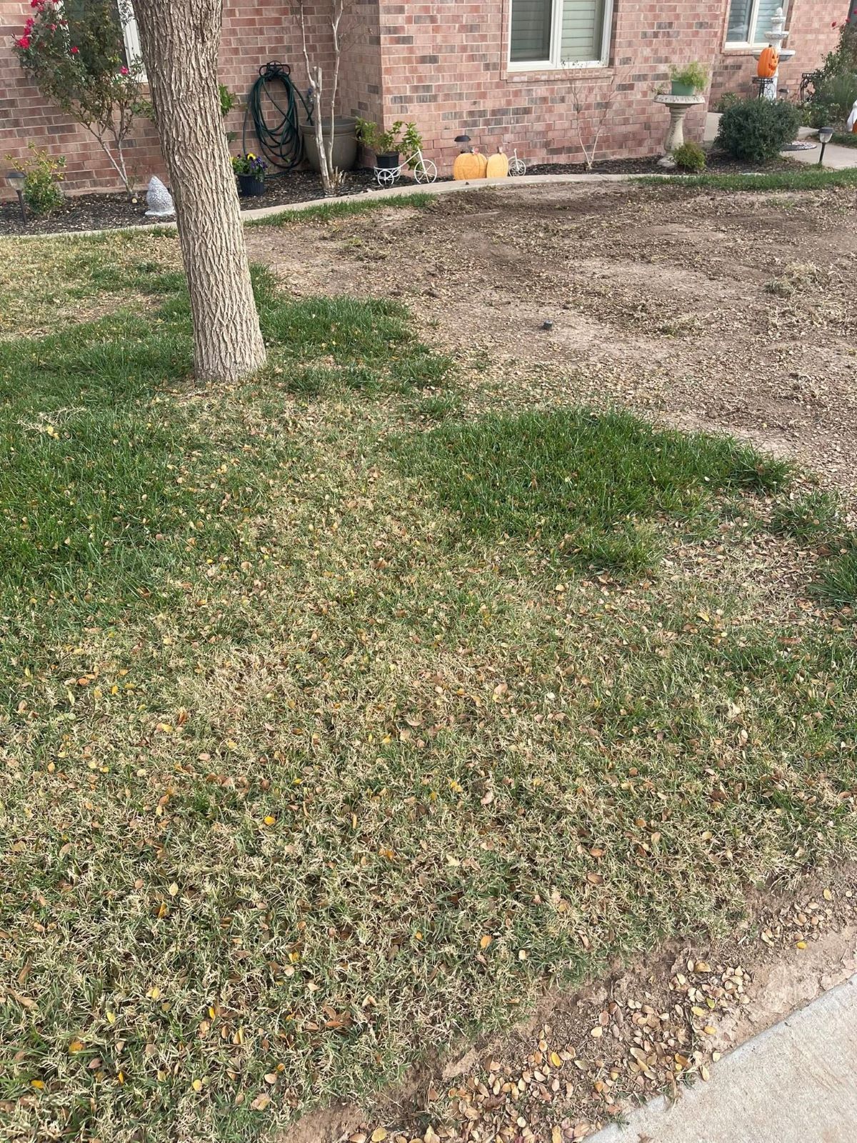Lawn with a tree and patchy green and brown grass in front of a house.