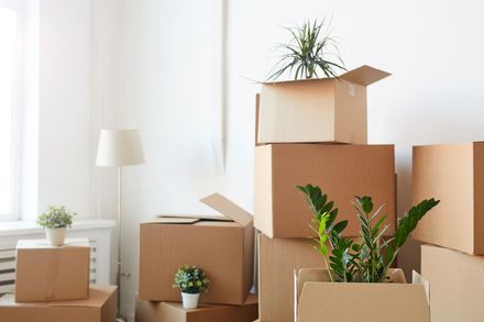 Brown cardboard moving boxes stacked in a room with several indoor plants and a floor lamp.