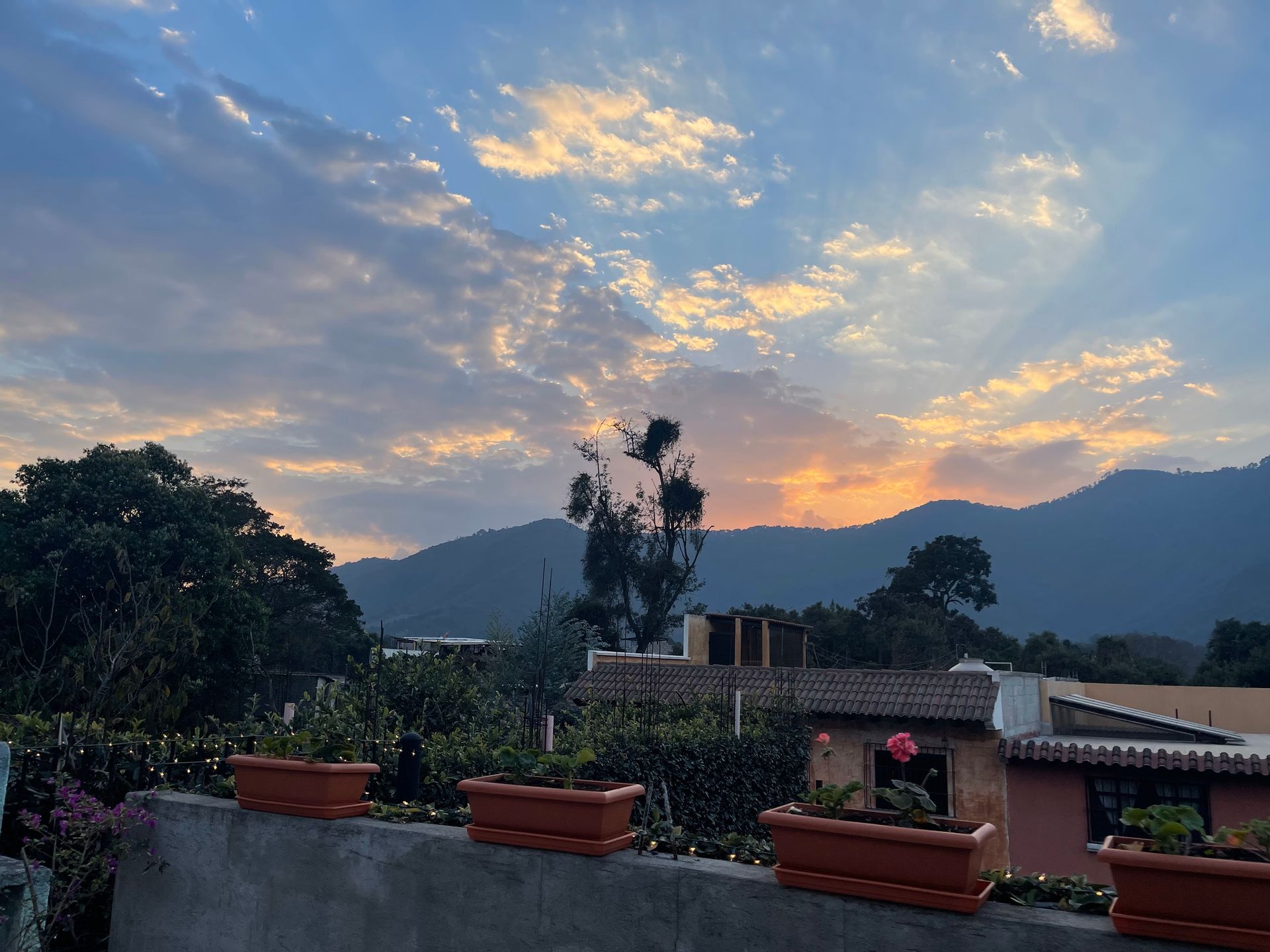 A sunset over a city with mountains in the background and potted plants in the foreground.