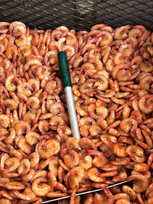 Cooked shrimp filling a container, with a green marker for scale.