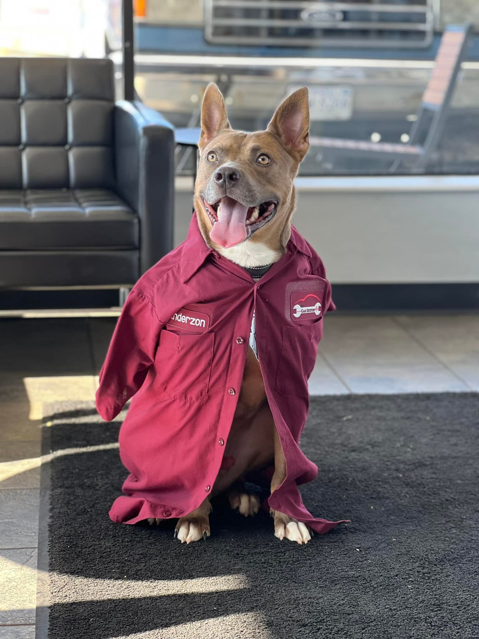 Dog in mechanic shirt | The Car Doctor