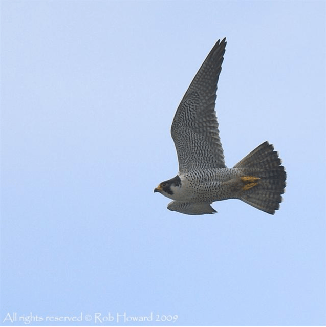 Peregrines sit at the top of their food chain and, as such, reflect the health of the environment beneath them. They are fiercely territorial which limits their numbers in areas of favourable habitat, such as remote sea cliffs and upland crags. Fifty years ago, the peregrine came close to extinction through contamination by persistent toxic chemicals. Since then, they have not only recovered their numbers, but the population has grown to its highest recorded numbers in the UK. Its fortunes and history are interwoven with mans developments, and the peregrine can now be found in closer to proximity to man than ever before. Peregrine falcons are now nesting in many towns and cities across the country, with tall buildings, cathedrals and churches now replicating the traditional cliff faces. Peregrines are also utilising man-made structures in rural areas, with power stations, bridges, refinery chimneys, cooling towers, pylons and radio masts also being occupied. As Increasing numbers of peregrines are recorded on man-made structures in towns and cities across the country, so too comes the opportunity to watch, study, record and learn about the species to ensure that some of the mistakes of the past will not be repeated.