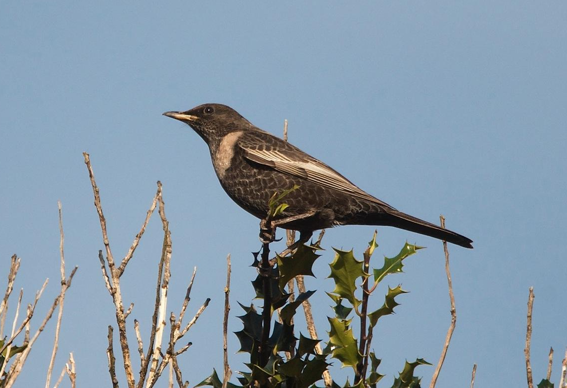 Ring Ouzel