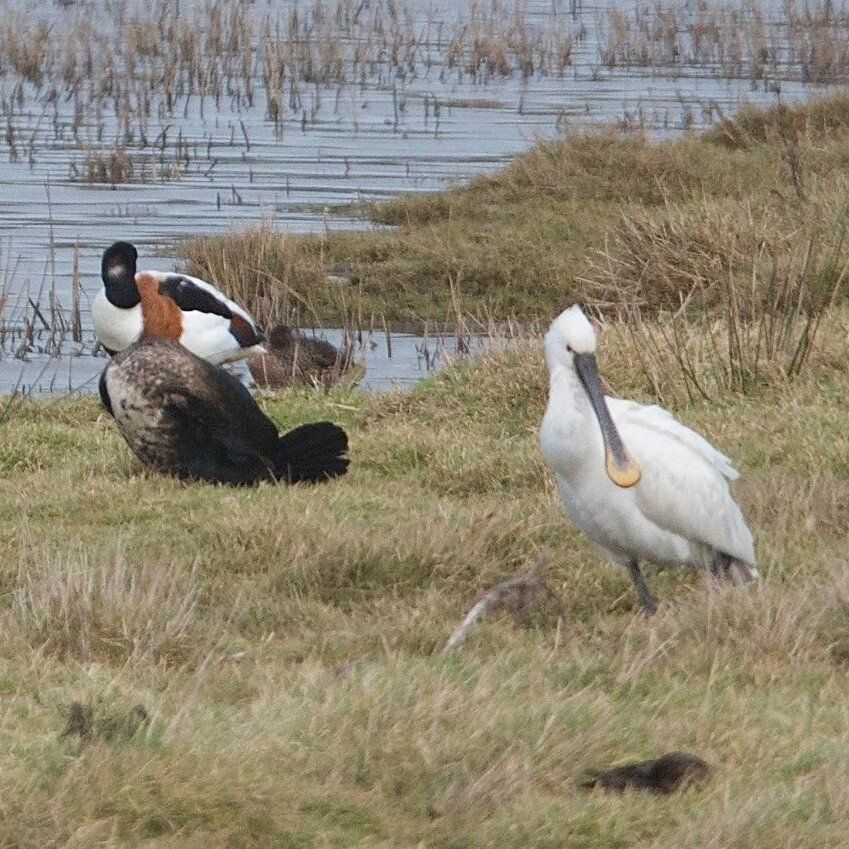 Spoonbill, west charleton marsh