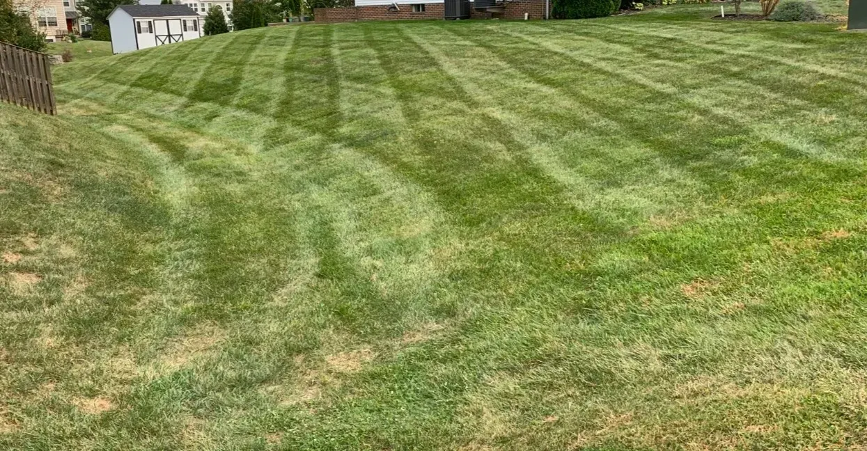 A lush green lawn with a fence in the background and a house in the background.