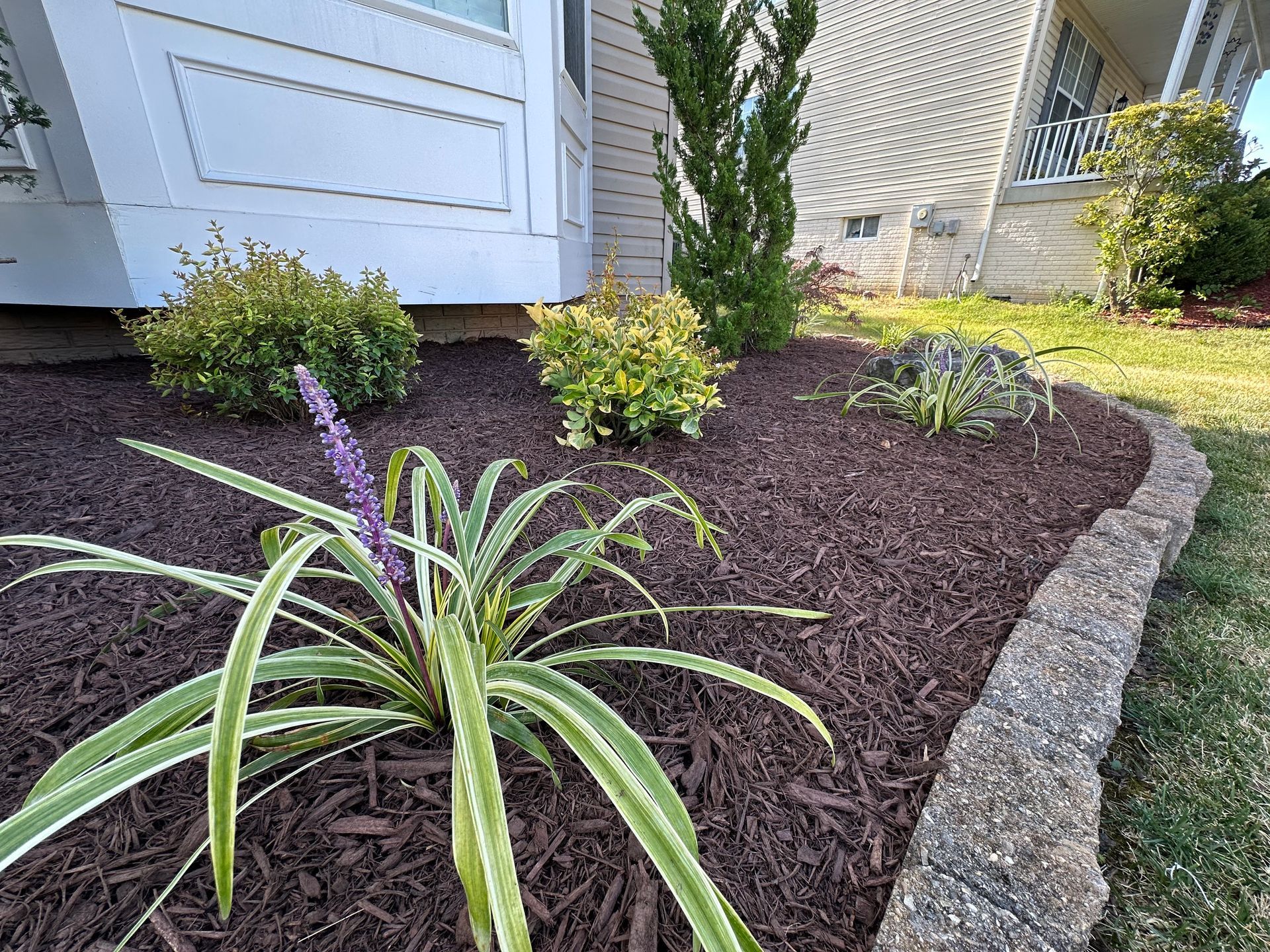 A garden with purple flowers and brown mulch in front of a house.