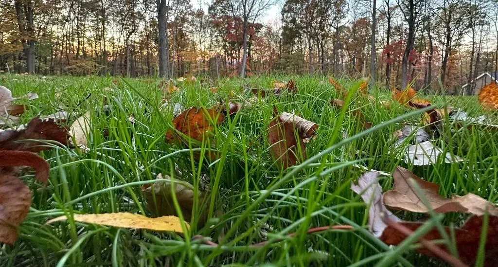Essential Lawn Maintenance Tips for a Healthier Yard in Charles Town