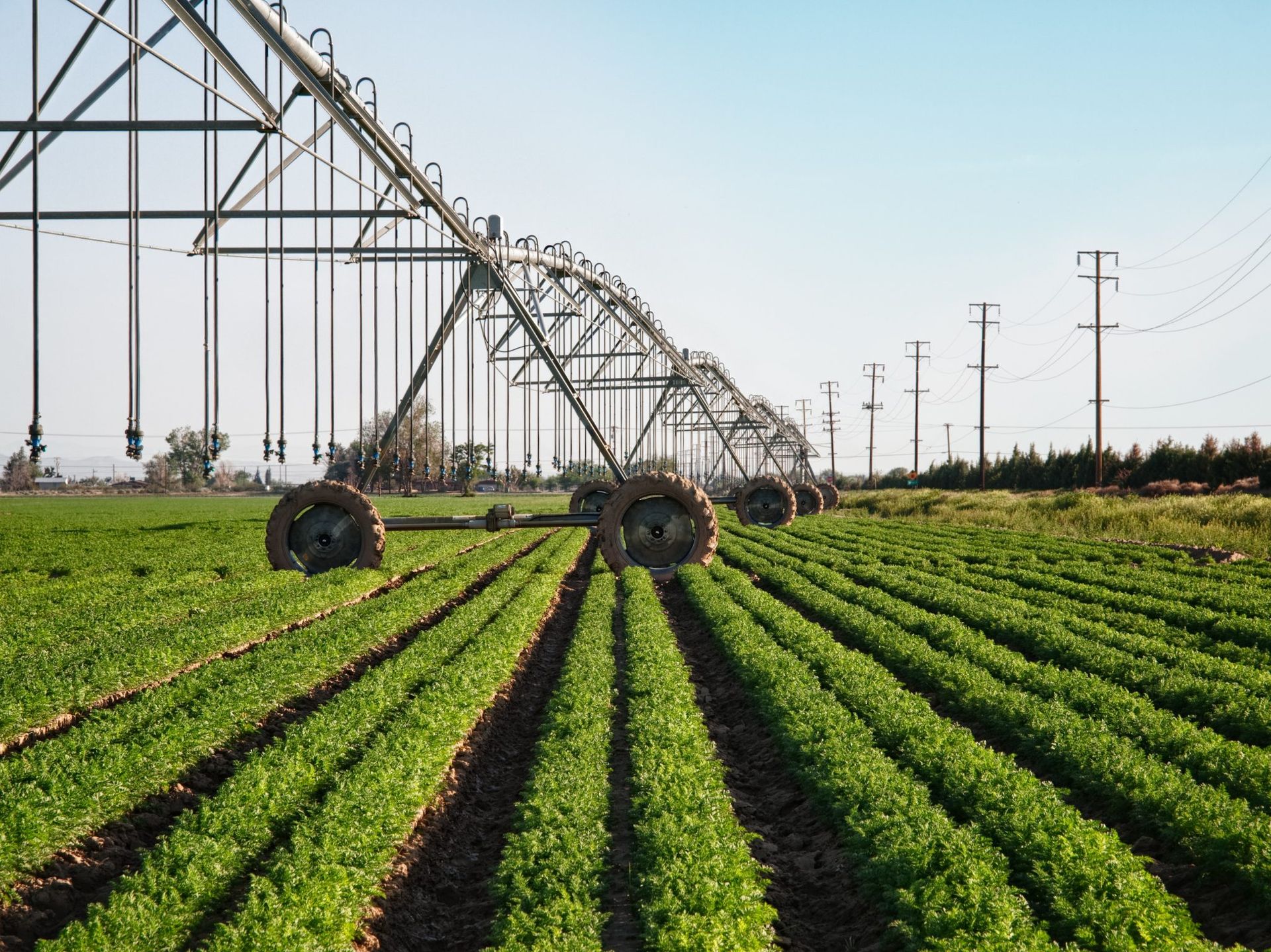 Center pivot irrigation system moving across rows of bright green crops in a field under a clear sky.
