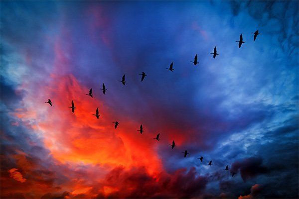 Birds Flying on the Sky — Austin, TX — LumenServe Inc.
