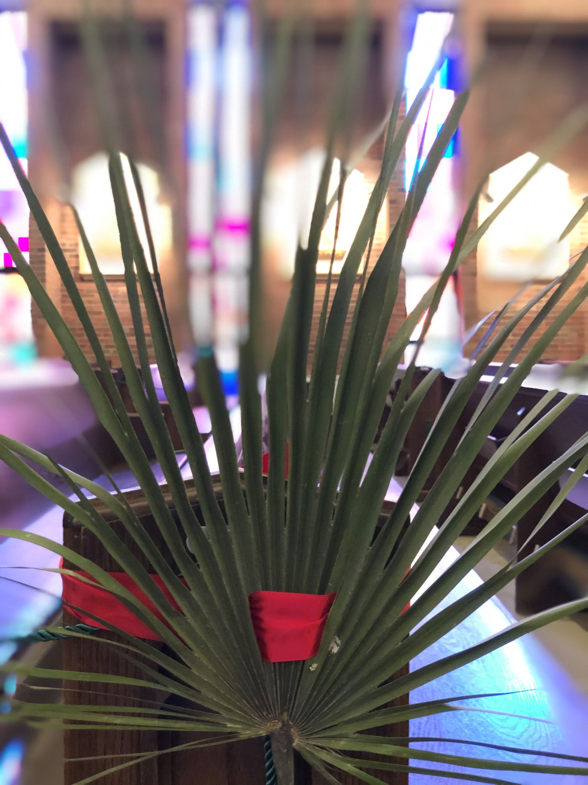 Palm frond with red ribbon, in a church, with stained glass windows.