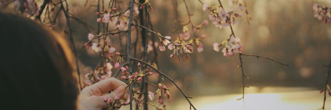 A person's hand reaches out to touch pink cherry blossoms in a soft, blurred setting.