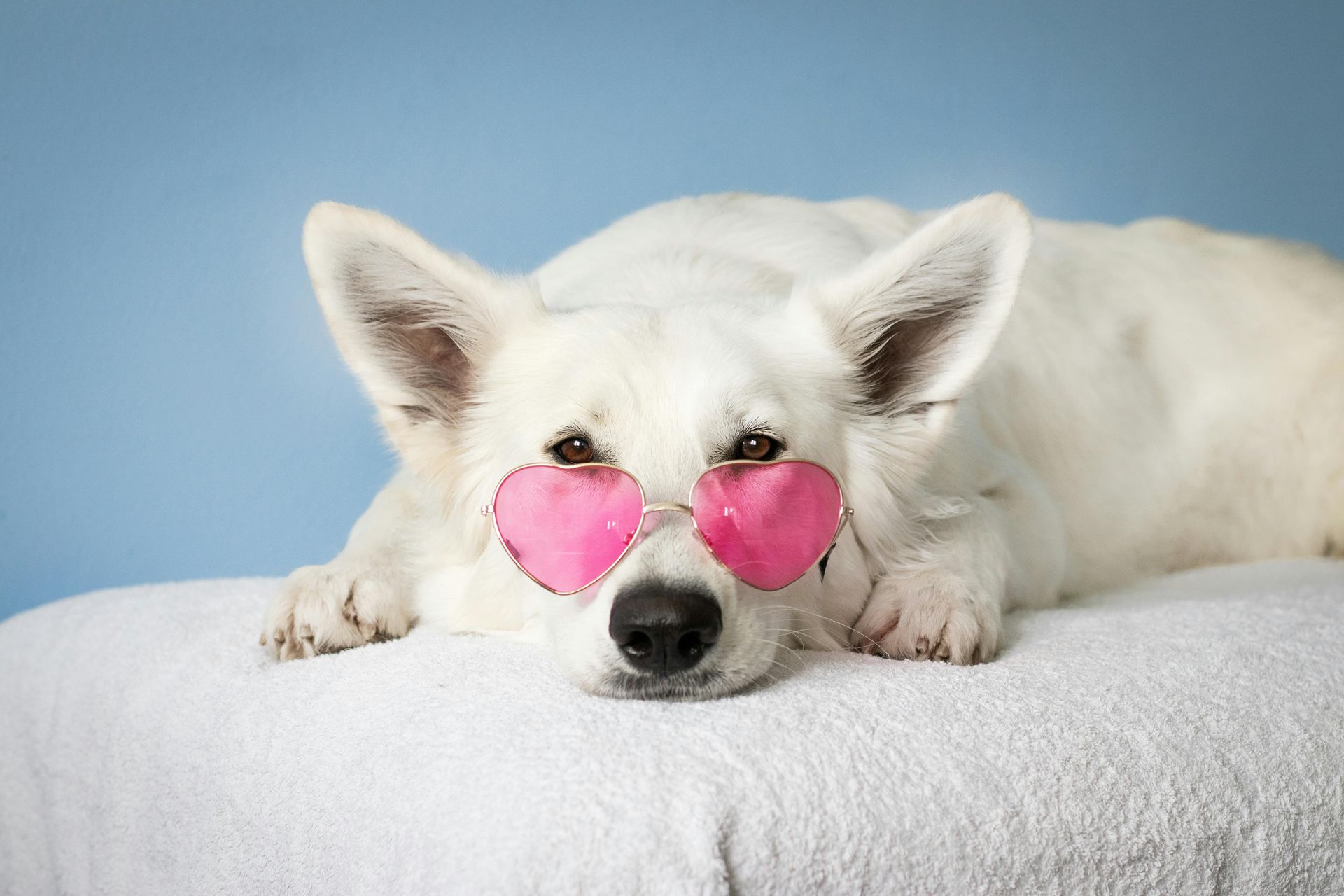 White dog wearing pink heart-shaped sunglasses, resting on white surface against a blue background.