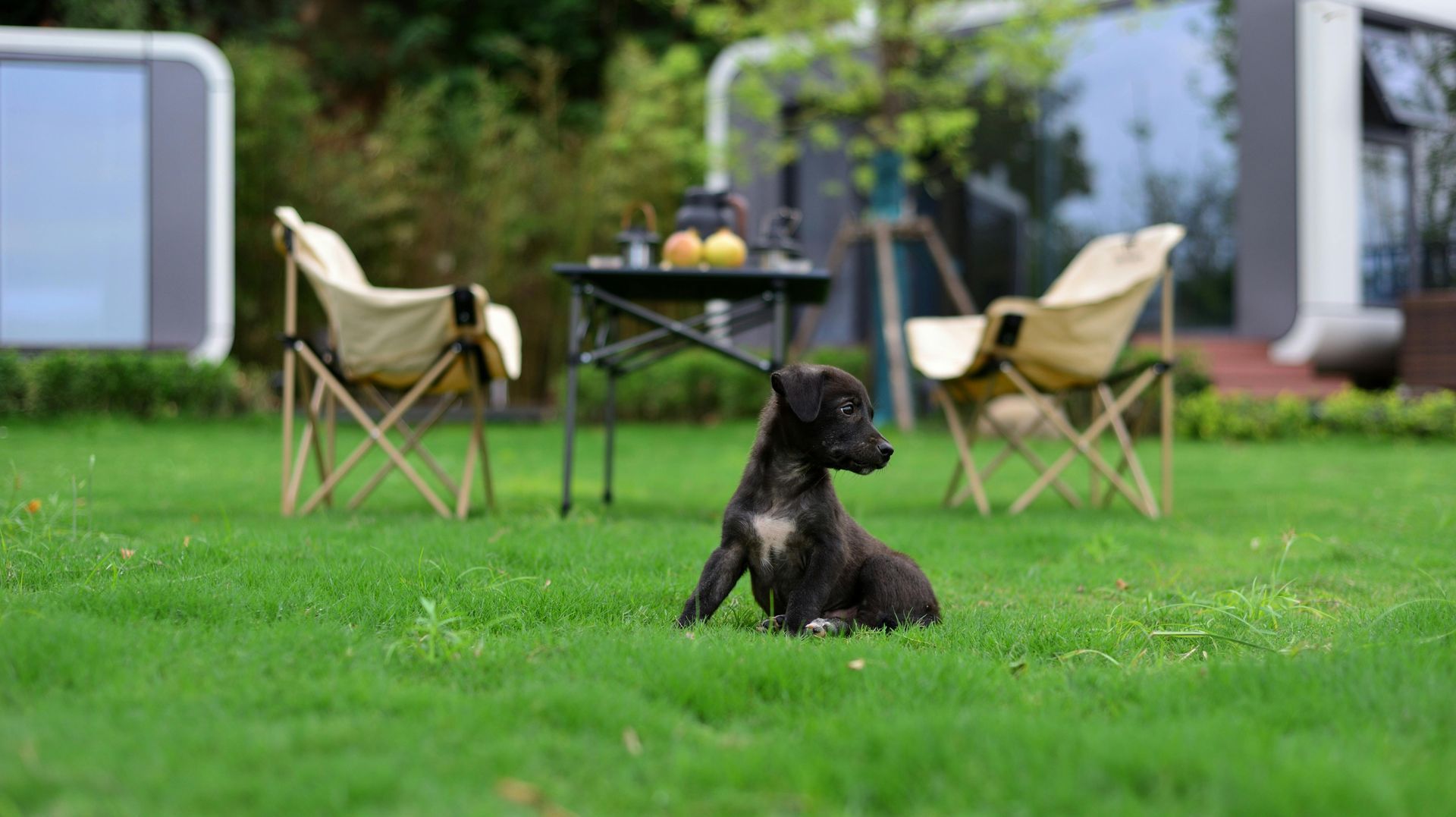 Black puppy sits on green grass, looking to the side, with two camping chairs and a table in the background.