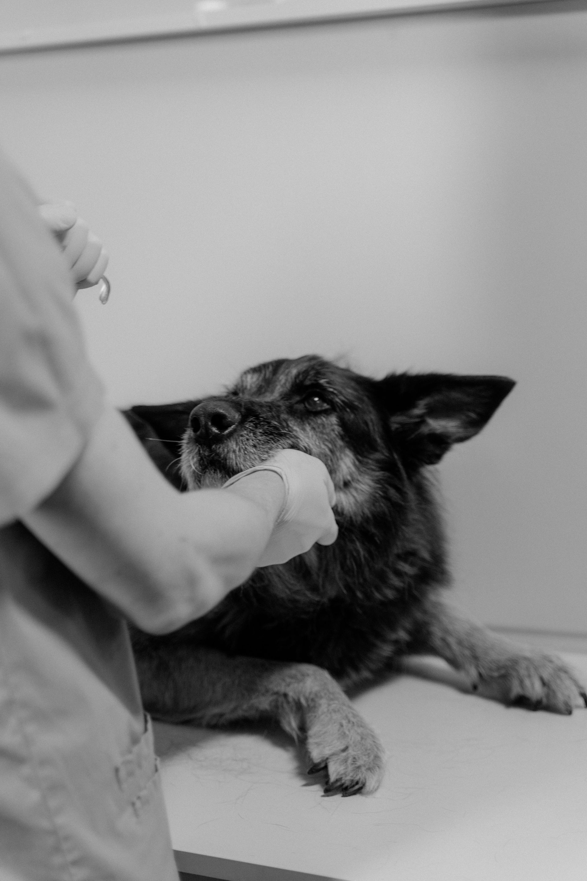 Dog receiving medical care from a person wearing a lab coat. Dog is lying on a table.