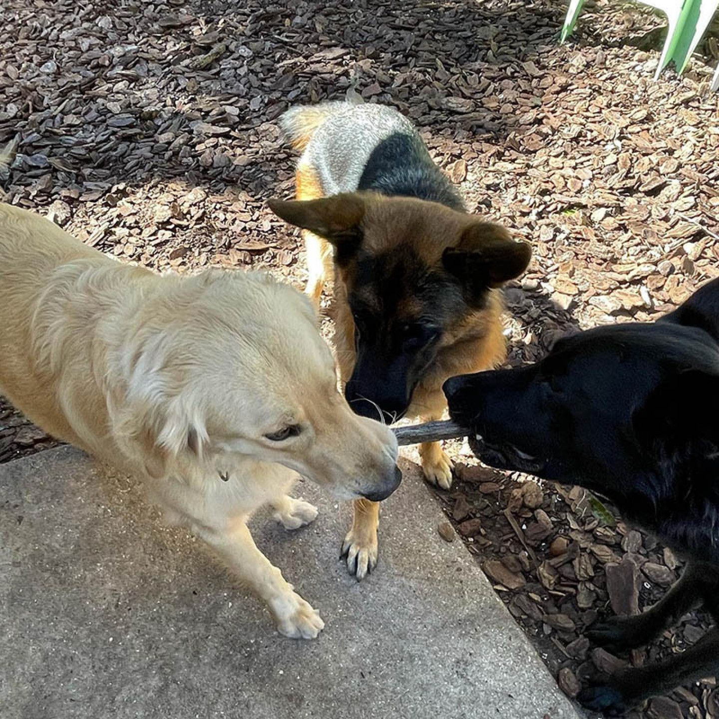 Three dogs are playing with a stick on the ground.
