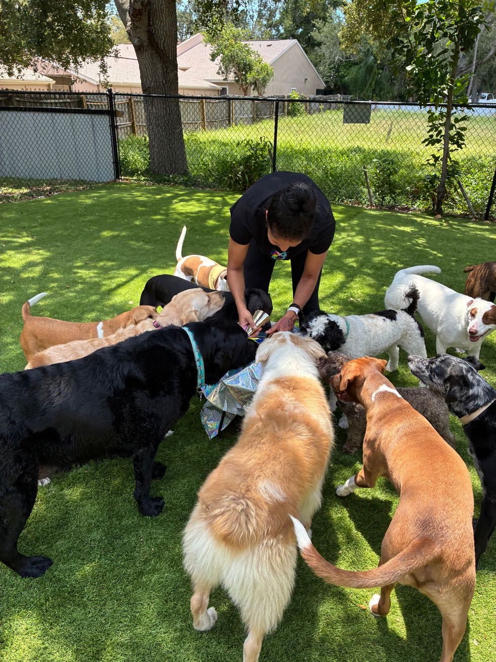 A french bulldog wearing a red collar is peeking over a white fence.