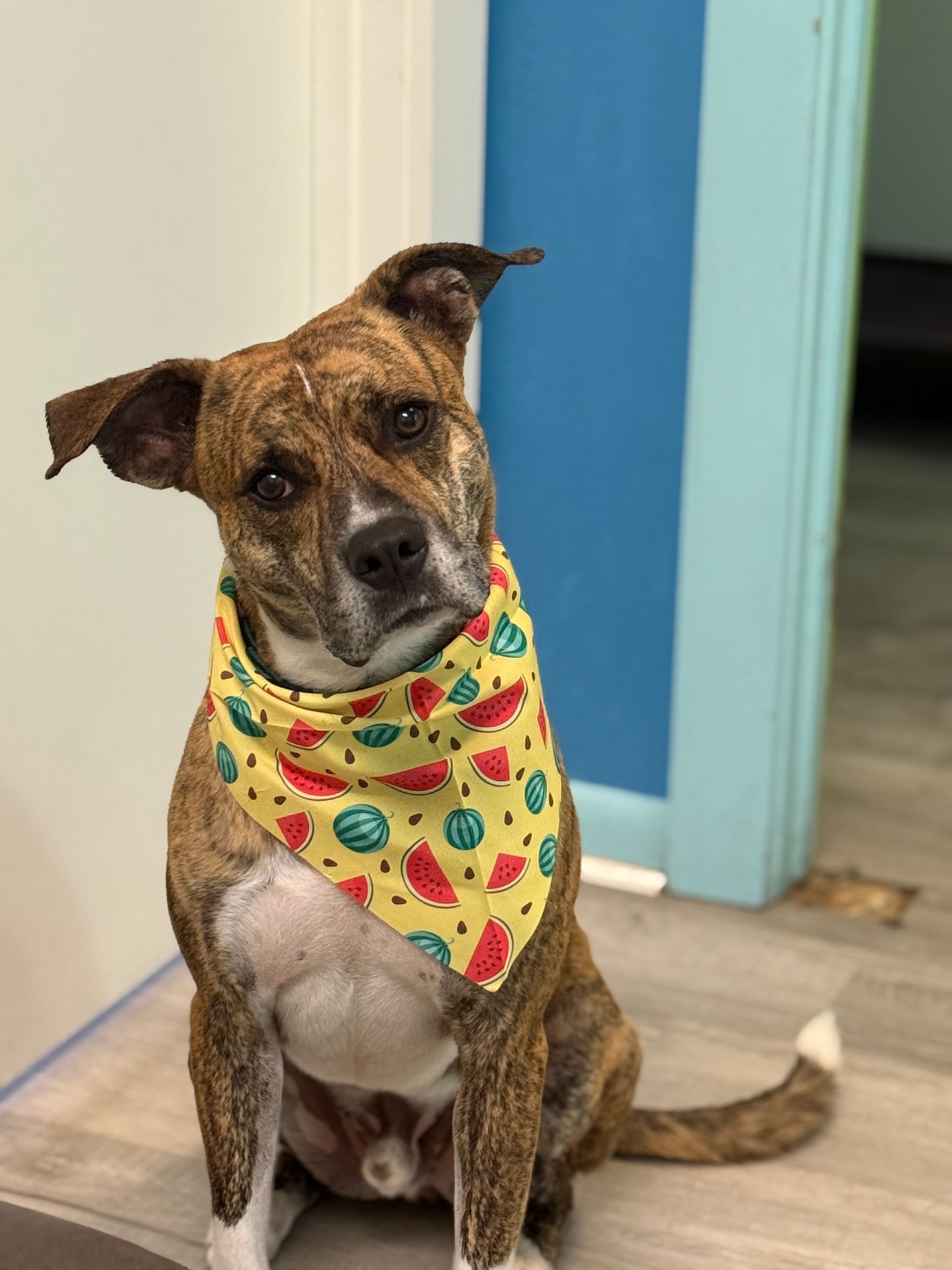 A french bulldog wearing a red collar is peeking over a white fence.