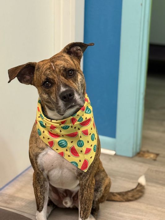 A french bulldog wearing a red collar is peeking over a white fence.