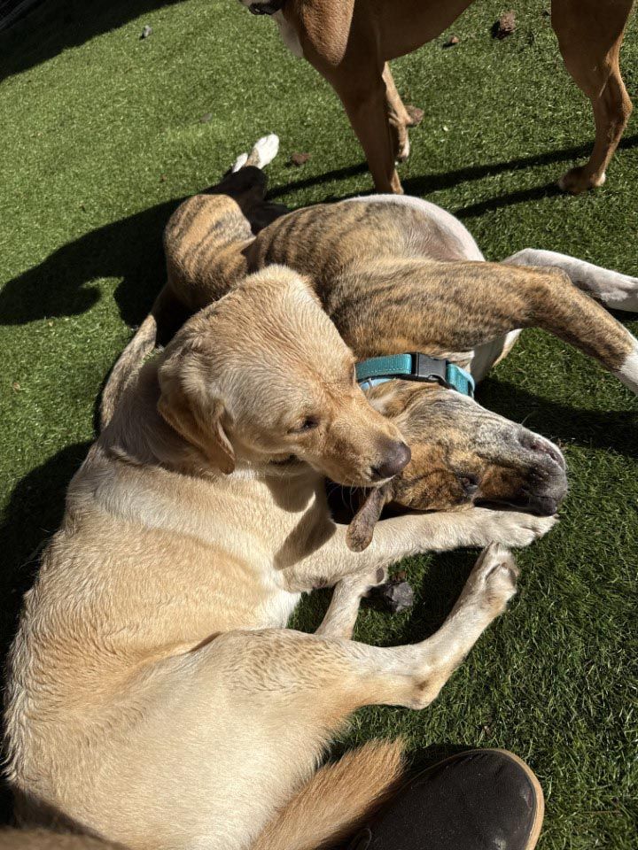 Two dogs are laying on top of each other on the grass.