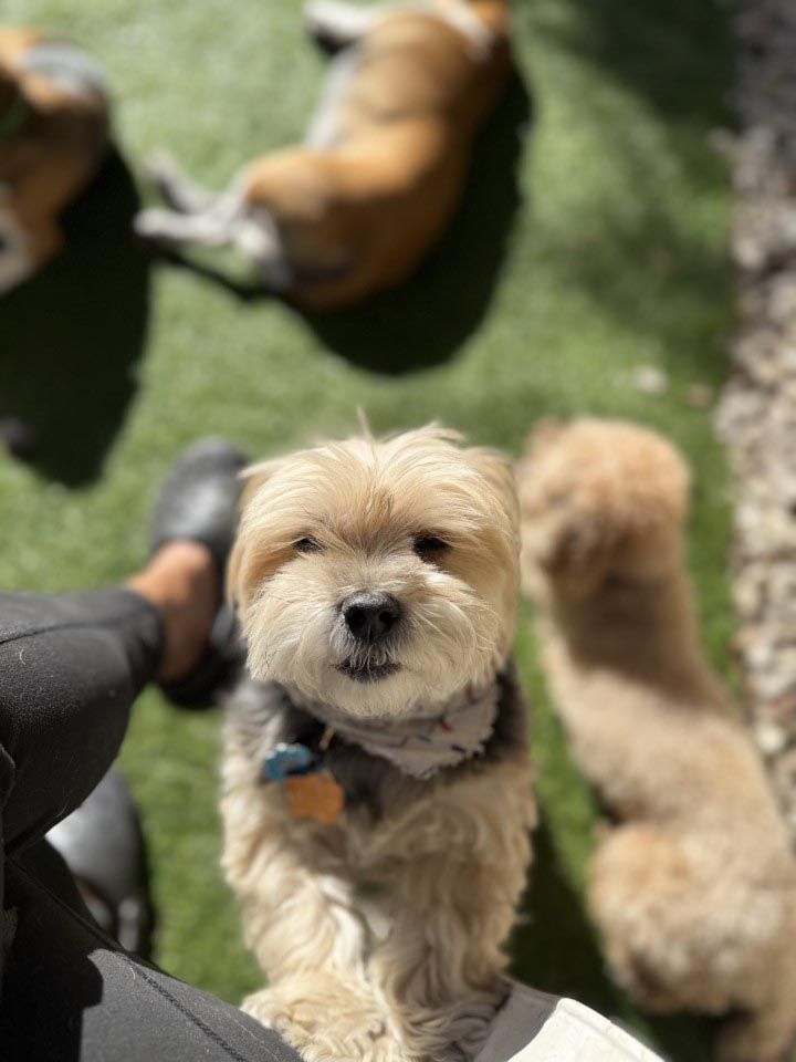 A small dog is sitting on a person 's lap and looking at the camera.