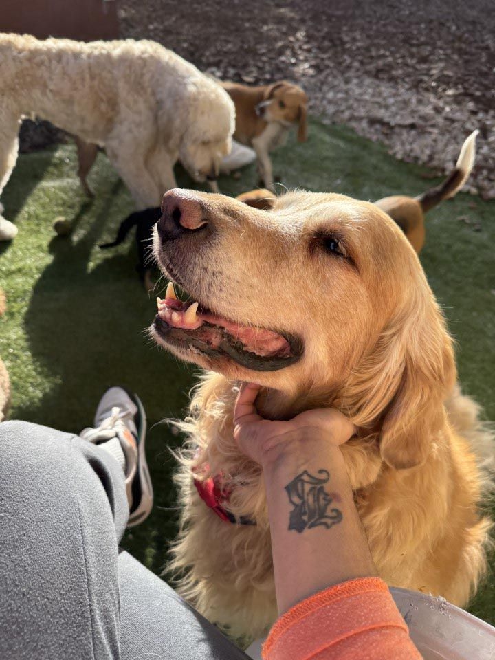 A person with a tattoo on their wrist is petting a dog.