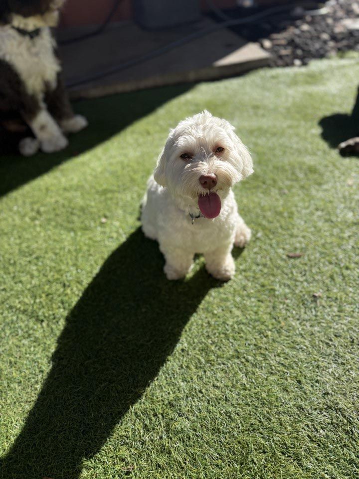 A small white dog is sitting on a lush green lawn.