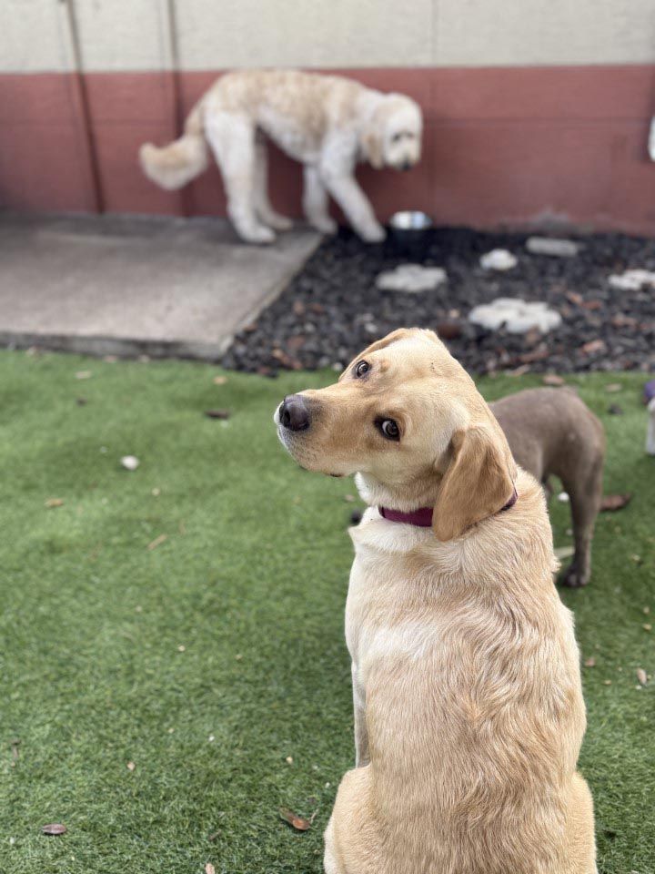 A dog is sitting on the grass looking up at the sky.