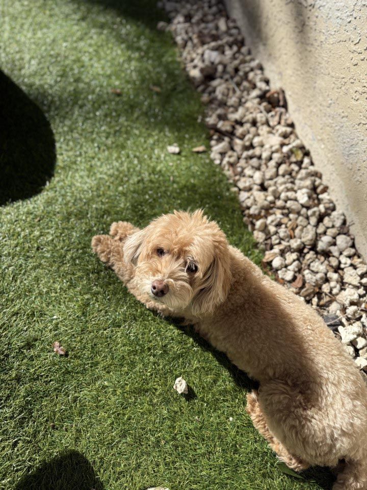 A small dog is laying on the grass and looking at the camera.