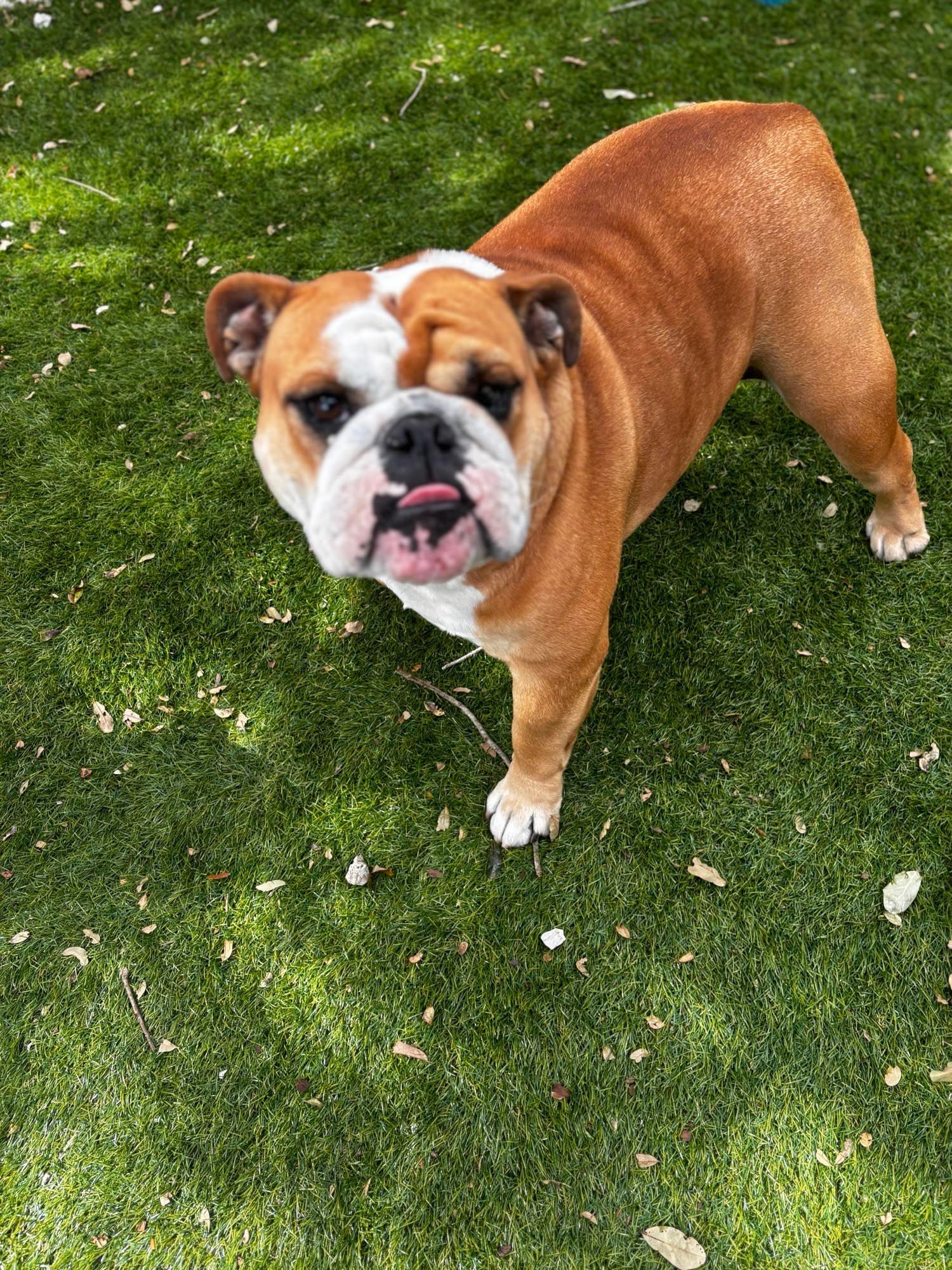 A brown and white bulldog standing on top of a lush green field.