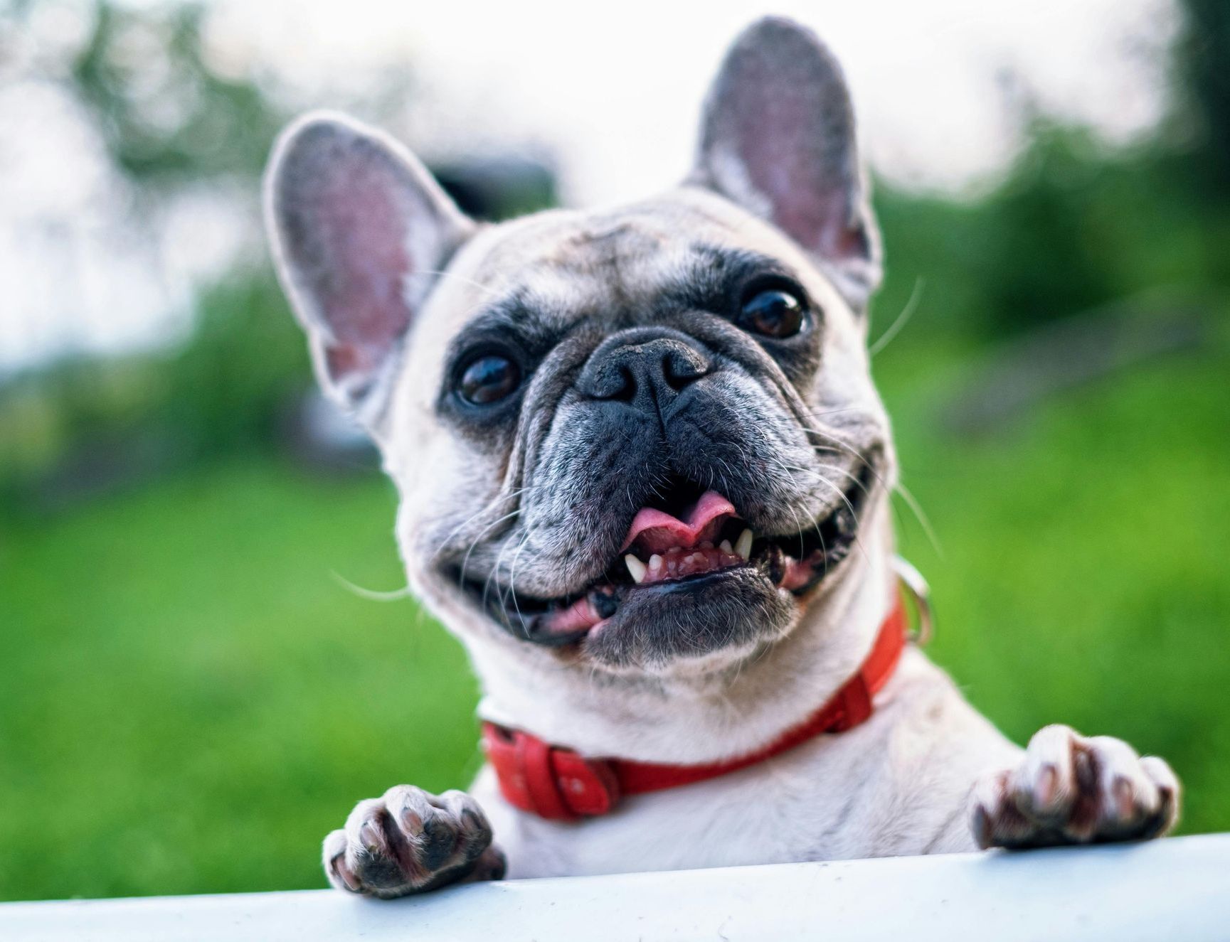 A french bulldog wearing a red collar is peeking over a white fence.