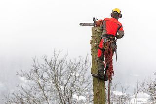 Arborist in safety harness cutting spruce with chainsaw from height