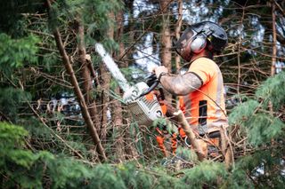 Tree surgeon hanging from ropes in the crown of a tree using a chainsaw to cut branches down