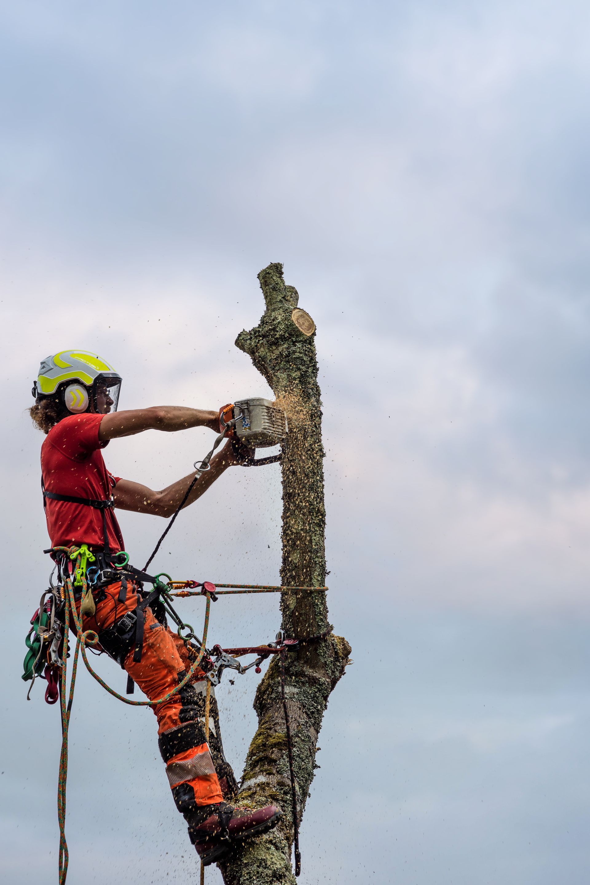 Pruner in action in a tree